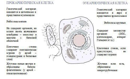 4.Какое сходство-различие между жизненными свойствами прокариотов и одноклеточных эукариотов , очень