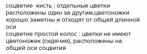 1. Что такое соцветие? 2. Какова биологическая роль соцветии? 3. Какие виды сложных соцветий вы знае