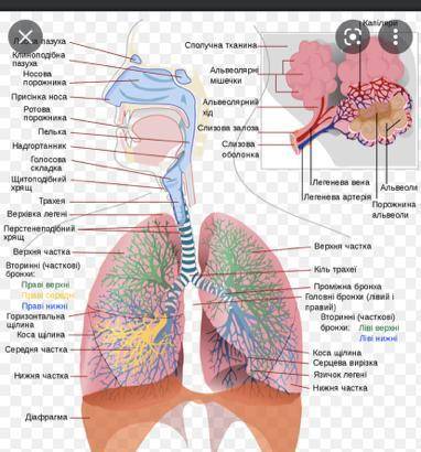 До якого відділу дихальної системи надходить повітря з легень під час видиху? а) Гортаньб) трахеяв)