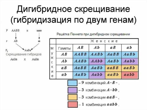 Ген A имеет две аллели, взаимодействующие по типу неполного доминирования, а ген B — две аллели, вза