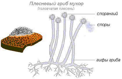 Что характерно для низших грибов. заранее .