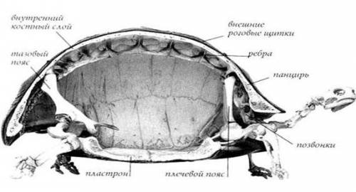 Выявление особенности строения пресмыкающихся с образом их жизни! .лабораторныя работа