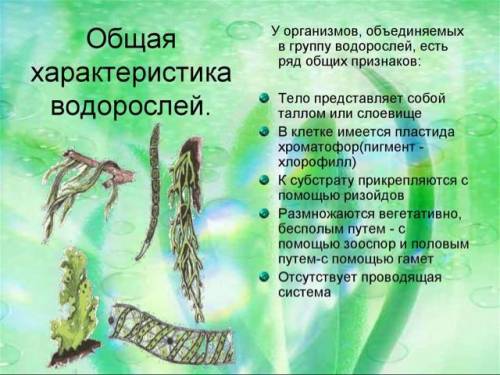 50.сделать общую характеристику хвощей,водорослей.заранее