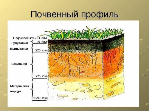 Определите по рисунку границы почвенного профиля​