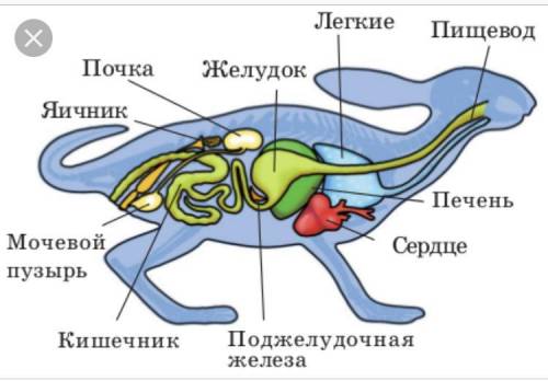 Выписать новоприобретенные органы в системах органов млекопитающих