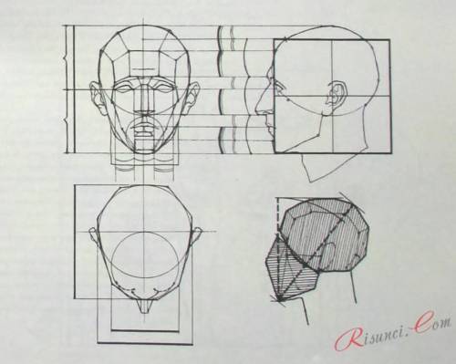 Основные пропорции головы человека​