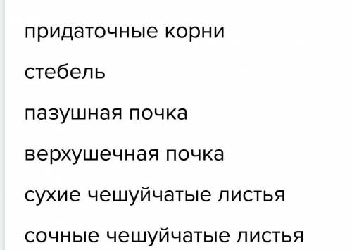 На завтра! 1.что называют видоизменёнными побегами? 2. в каких органах луковичных растений накаплива