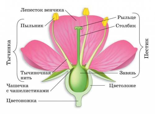 Рассмотрите пестик. найдите рыльце, столбик, завязь. разрежьте завязь поперёк, рассмотрите в лупу. и