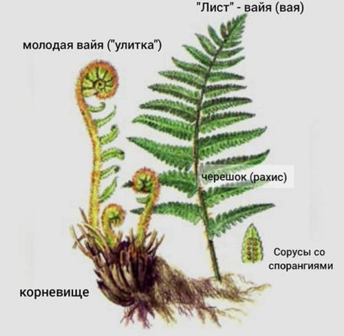 Кпризнакам папоротников относятся: вайи споровые коробочки улитки многолетние корневища и придаточны