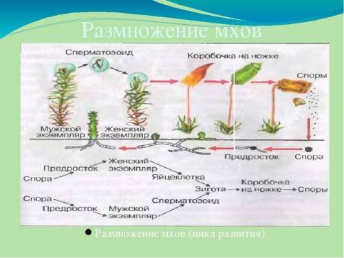 Разнообразие строение и размножение мхов. карта