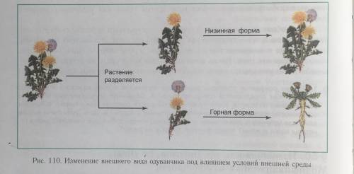 От чего зависит фенотипическая изменчивость признака? какие примеры экспрессивоности вы можете