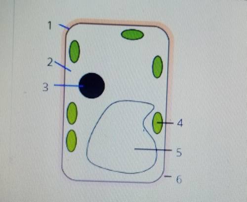 БИОЛОГИЯ Рассмотри изображение растительной клетки и ответь на во Какой цифрой на рисунке обозначен(