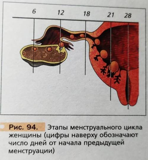 3. Рассмотрите рисунок 94, найдите место, где изображён процессовуляции. Определите по схеме, через