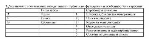 Установите соответствие между типами зубов и их функциями и особенностями строения