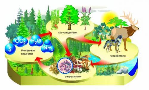 На рисунке показаны компоненты экосистемы. Выпишите из рисунка производителя, потребителя, разрушите