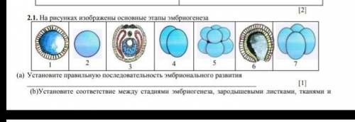 На рисунках изображены основные этапы эмбриогенеза a)Установите правильно последовательность эмбрион