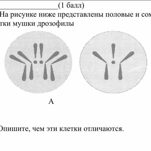 3. (а) На рисунке изображена схема классификации клеток организмов. в)Опишите, как по количеству хр