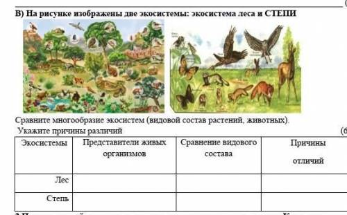 На рисунке изображены две экосистемы: экосистема леса и СТЕПИСравните многообразие экосистем (видово