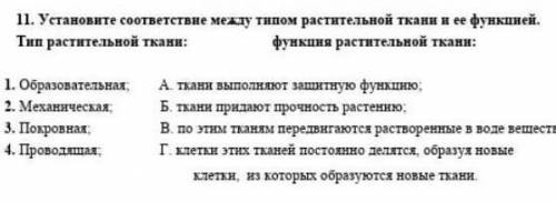 Устоновите соответсвие между типом растительной ткани и её фунцией.​