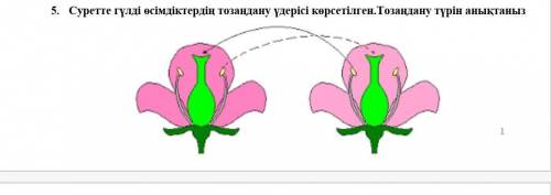 Суретте гүлді өсімдіктердің тозаңдану үдерісі көрсетілген.Тозаңдану түрін анықтаныз​