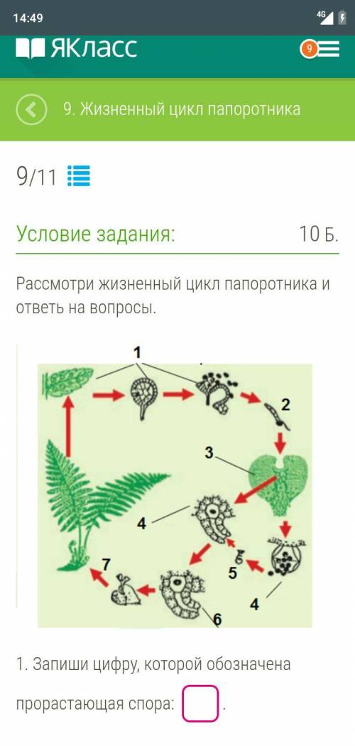 Биология надо обозначить цифру Проростающей споры