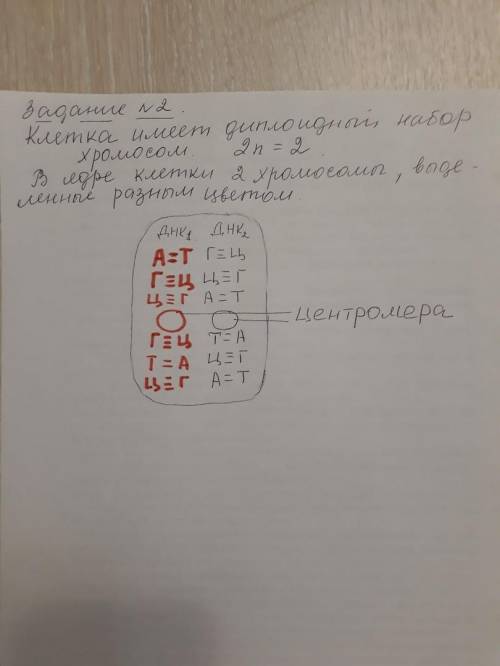 Мейоз. Клетка имеет диплоидный набор хромосом. 2n=2. (см. фото). Записать как будет происходить обра