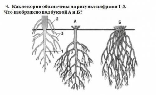 4. Какие корни обозначены на рисунке цифрами 1-3. Что изображено под буквой А и Б?