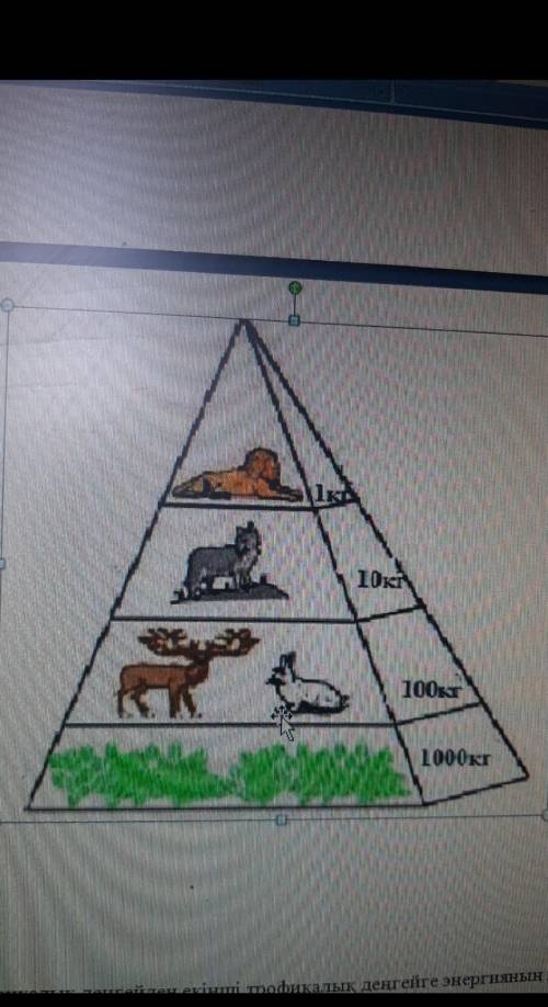Сызбада экожүйедегі энергия мен заттардың ауысуын көрсететін экологиялық пирамида​