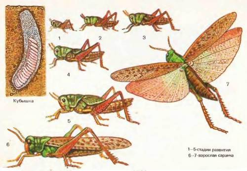 Рассмотрите фотографии насекомых. Определите, где представлены насекомые с полным и неполным превращ