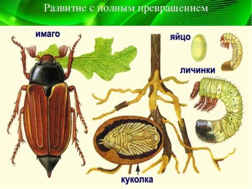 Рассмотрите фотографии насекомых. Определите, где представлены насекомые с полным и неполным превращ