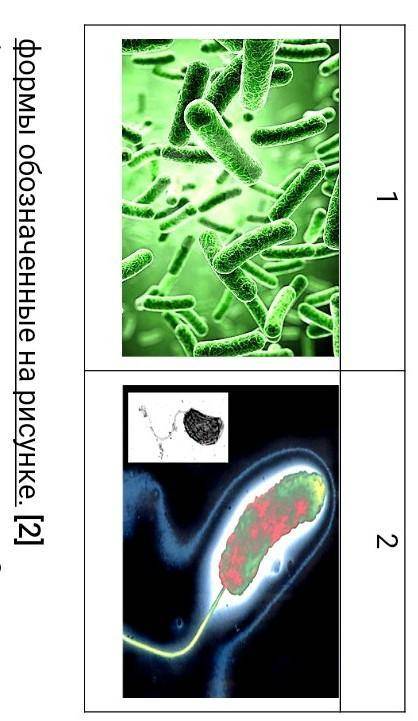 Рассмотрите два рисунка. Определите организмы, и названия их ​