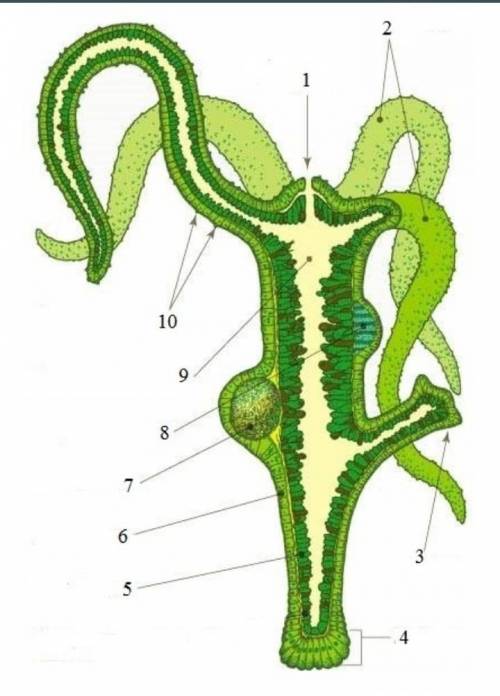 Выбери название структуры, обозначенной цифрой 8:щупальцапочкаяйцеклеткасперматозоидыстрекательная к