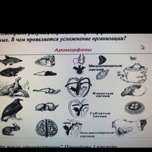 Рассмотрите рисунок, определите ароморфозы позвоночных животных. В чем проявляется усложнение органи