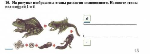 10. На рисунке изображены этапы развития земноводного. Назовите этапы под цифрой 1 и 6 1____________