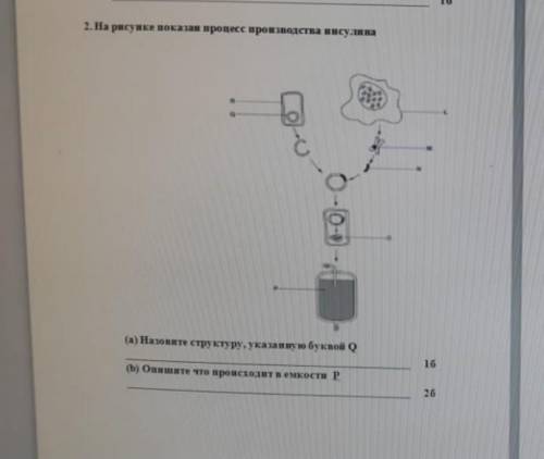 На рисунке показан процесс производства инсулина​