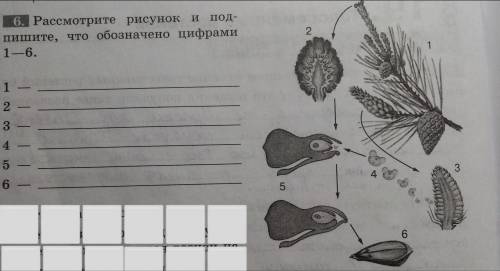 Рассмотрите рисунок и подпишите, что обозначено цифрами 1-6