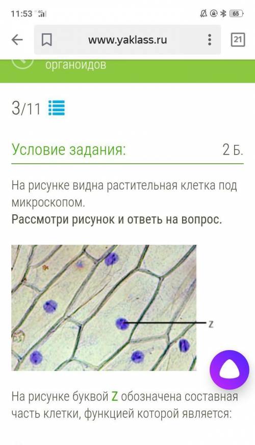 На рисунке видна растительная клетка под микроскопом.Рассмотри рисунок и ответь на во На рисунк