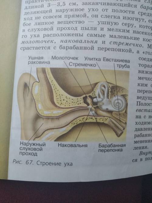 Ребя нужно нарисовать и раскрасить и написать определения на которые на рисунке подч