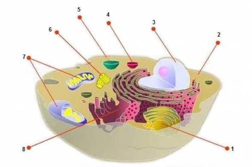 Внеси название органеллы, образующей внутреннюю среду клетки. (Вписать в именительном падеже.) Отве