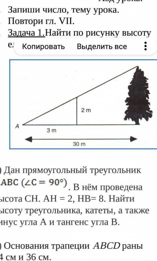 Найти по рисунку высоту ели​