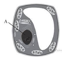 На рисунке изображена растительная клетка. Какую функцию выполняет часть клетки, обозначенная букво