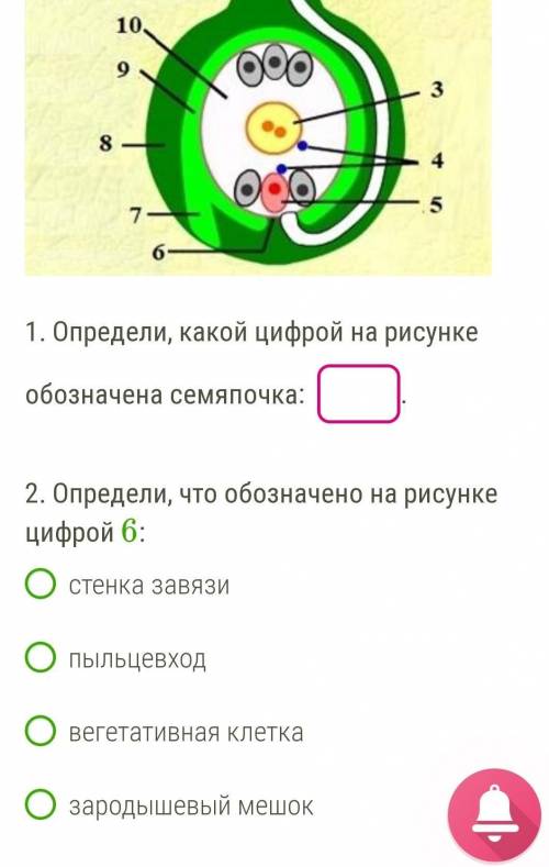 . Определи, какой цифрой на рисунке обозначена семяпочка: .2. Определи, что обозначено на рисунке ц