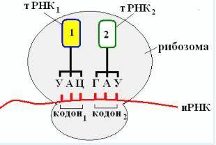 На схеме были написаны антикодоны в тРНК1 и тРНК2.. Запишите их соответствующие кодоны в мРНК, обоз