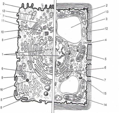 Подпишите название главных частей и органоидов клеток. Животная клетка Растительная клетка