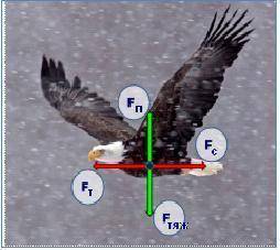 На птицу действуют 4 взаимно перпендикулярные силы. Вид силы Сила тяги, Fт Модуль силы 21 Н Сила со