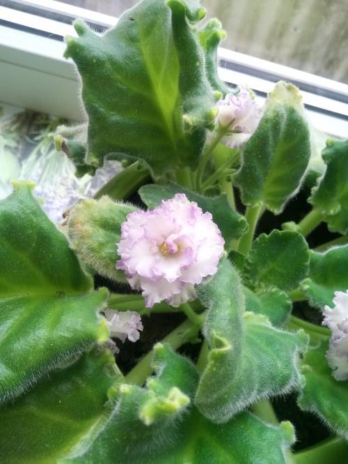 Может ли эта фиалка называться «Узамбарская фиалка Saintpaulia (African violet)» или у неё есть дру