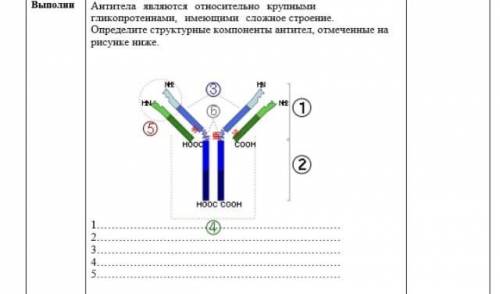 Антитела являются относительно крупными гликопротеинами, имеющими сложное строение. Определите струк