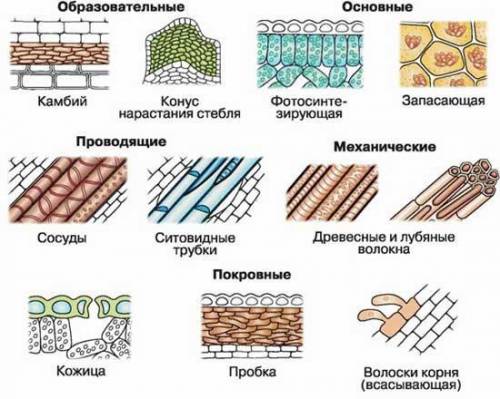 Задание 3 Назовите растительную ткань