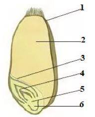 Напишите, названия частей семени пшеницы и семени фасоли, обозначенных цифрами.