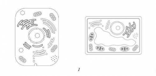 Укажите тип клетки представленный на рисунке 1и2 НАДО ​